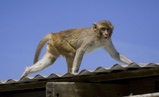 Un macaque rhésus.