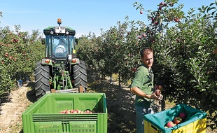 La récolte commence par les pommes les plus précoces, comme la Elstar.