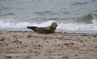 Un phoque sur une plage danoise.