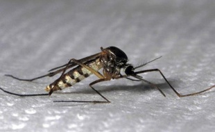 Le moustique tigre, vecteur de la dengue et du chikungunya, est arrivé chez nous en 2004.
