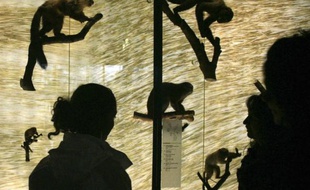 Le Muséum est resté en tête des sites les plus visités en 2010.