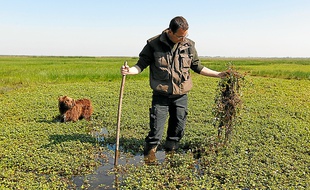 La plante, importée d'Amazonie, a colonisé les canaux et prairies de Brière.