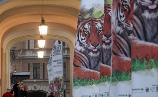 La situation du tigre dans le monde est "proche de la catastrophe", a déclaré mardi le Premier ministre russe Vladimir Poutine lors du sommet de Saint-Pétersbourg qui réunit treize pays abritant le félin.