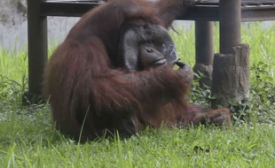 L'orang-outan Ozon a attrapé une cigarette allumée lancée dans sa direction et s'est mis à la fumer, le 4 mars en Indonésie