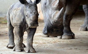 Carnet rose exceptionnel au parc safari de Peaugres en Ardèche: un rhinocéros blanc d'une cinquantaine de kilos, baptisé Goliath, est né le 18 septembre au terme d'une gestation de 500 jours.