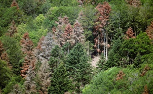 Dans les Vosges, des sapins meurent de soif, et c'est nouveau.