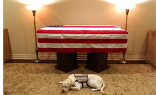Le labrador Sully a assisté George H. W. Bush alors qu'il avait du mal à se déplacer en raison de la maladie du Parkinson.
