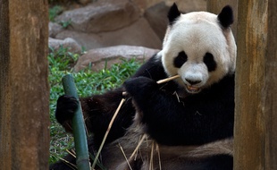 Un panda (illustration)