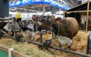 « Les joies et les peines » des agriculteurs au salon de l’agriculture ?