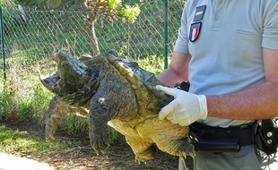 La tortue alligator récupérée est reconnaissable avec son bec pointu et sa carapace dentelée