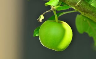 Pomme de reinette et pomme d’api.