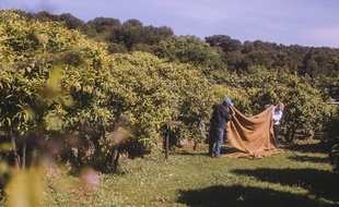 La récolte 2019 s’est achevée il y a quelques jours avec 4t de fleurs ramassées