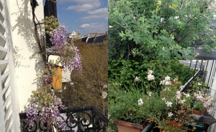 Chaque printemps, Sylvette fait passer son balcon parisien pour les Jardins suspendus de Babylone.