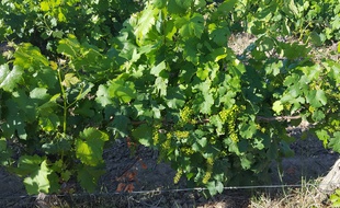 Une vigne du Languedoc, le 5 juin 2017