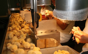 Au Royaume-Uni, le métier de "sexeur" de poussins consiste à déterminer si l'animal est un mâle ou une femelle