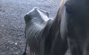 Les chevaux sont extrêmement amaigris.