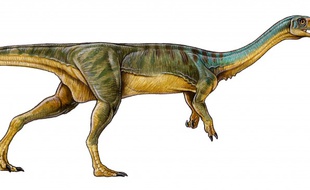 Image d'un Chilesaurus, diffusée par le journal «Nature», le 27 avril 2015.