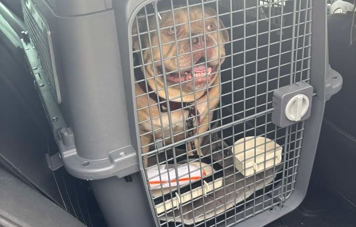 Empêchée de prendre l'avion avec son chien, elle décide de l'abandonner dans un taxi direction un refuge