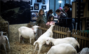 Caresser les animaux, le grand plaisir des visiteurs du Salon de l'Agriculture