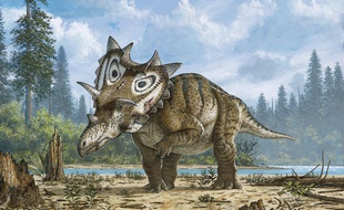 Deux nouvelles espèces de dinosaure à cornes ont été découvertes aux Etats-Unis, dont l'une par un amateur qui explorait la propriété qu'il venait d'acquérir. Ces deux découvertes ont fait, ce 18 mai 2016, l'objet d'une publication dans la revue PLOS One.