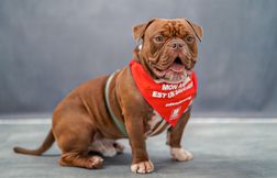 28 octobre : Journée du don du sang animal