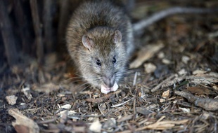 Un rat à Paris