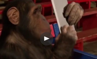 Un chimpanzé bluffé par les tours du magicien sur iPad.