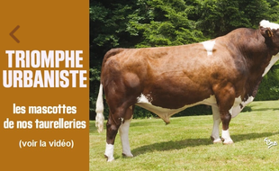 La mort du prolifique taureau Urbaniste, star des éleveurs, a été annoncée en avril 2015.