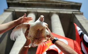 Un poulet soulevé par un salarié du volailler Doux. Ici lors d'une manifestation devant le tribunal de Quimper en 2012.