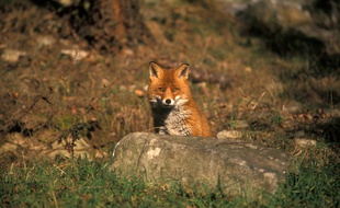 Des renards ont été aperçus au cimetière du père Lachaise