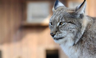 Le parc zoologique des 3 vallées, dans le Tarn, est fermé jusqu'à nouvel ordre, le temps de rattraper un petit lynx caracal "très craintif" qui s'est échappé dimanche de son enclos.