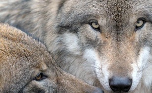 La préfecture des Alpes-de-Haute-Provence a autorisé par arrêté un tir de prélèvement d'un loup, espèce protégée, afin d'assurer la protection des troupeaux domestiques du massif des Monges, a-t-elle annoncé mercredi.