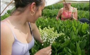 Vendu ou offert en brins, en bouquets ou, de plus en plus, en pots, le muguet est essentiellement cultivé dans la région nantaise, où les derniers jours d'ensoleillement lui ont permis cette année de répondre présent pour l'incontournable rendez-vous du 1er mai.