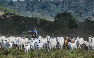 Lacir Soares est en train de transformer son exploitation amazonienne en modèle de ferme d'élevage, sans déboiser et en se conformant aux nouvelles exigences du nouveau code forestier brésilien.
