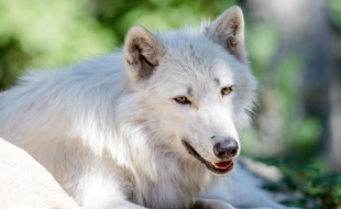 Illustration d'un loup blanc.