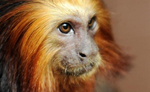 Un tamarin lion doré, originaire d'Amazonie, au zoo de Londres, le 25 mars 2010