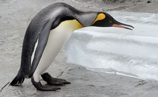 Ce manchot du zoo d'Asahiyama au Japon n'aurait pas fait le poids face à son ancêtre, le Palaeeudyptes klekowskii.