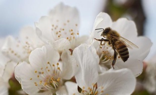Une abeille sur une fleur de cerisier.