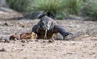 Un dragon de Komodo en liberté sur l'île de Komodo (Indonésie) le 30 décembre 2014.