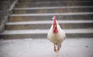 Un nouveau mort dû au virus de la grippe aviaire H7N9 a été signalé jeudi par les autorités de Shanghai, portant à quatre le nombre de décès dû à cette nouvelle souche en Chine, qui a contaminé onze personnes au total, a rapporté la télévision nationale CCTV.