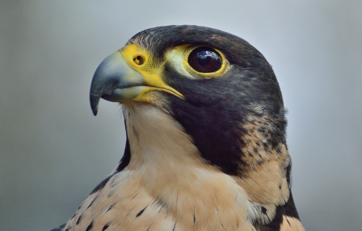 Le faucon pèlerin est l’animal le plus rapide au monde (et de très loin)