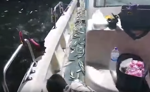 Selon un pêcheur, les milliers de sardines étaient effrayées par des prédateurs.