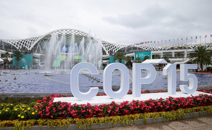 La Chine, qui a pris lundi officiellement la présidence de la COP15, doit présenter un texte, la Déclaration de Kunming, qui donnera le ton de ses ambitions environnementales.