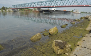 Strasbourg le 11 05 2011. Le Rhin
