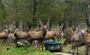 Des daims rouges dans la réserve biologique de Huilo Huilo au sud du Chili le 5 janvier 2014