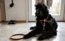 Promener son chien en toute sécurité : les 3 habitudes à changer pour éviter les accidents
