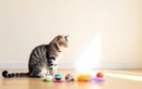 Votre chat se désintéresse soudainement de ses jouets ? Les vraies raisons et les astuces pour raviver son envie de jouer