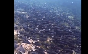 Ces poissons sont un vrai danger - Le Rewind