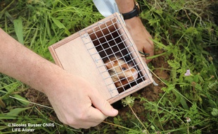 Des grands hamsters ont lâchés en milieu périurbain, à Holtzheim, dans la grande périphérie de Strasbourg.