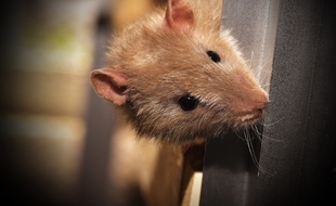Un rat. Illustration.